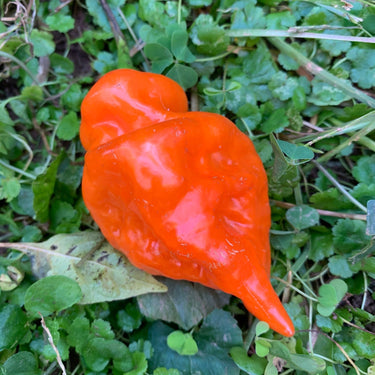 Habanada - Seeds - The Pepper Pantry (Formerly Marie Sharp's)